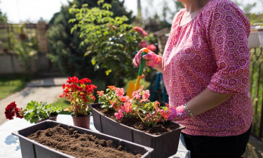 家庭养花用生根粉