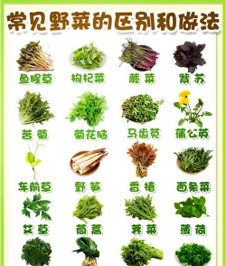 菜有什么别名