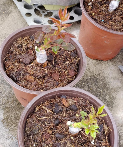 家庭养花用生根粉