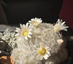 白星盆栽怎么养殖