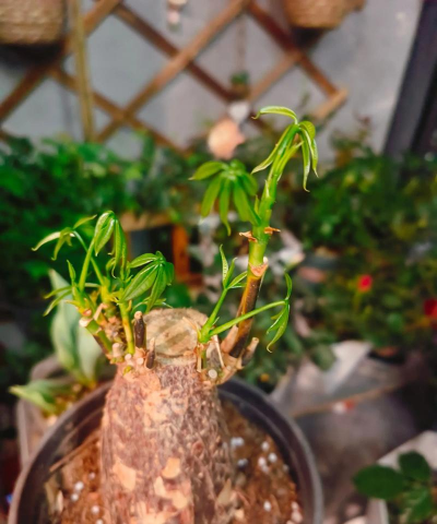 家庭养花用生根粉