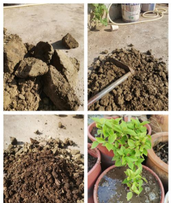 家庭养花用生根粉