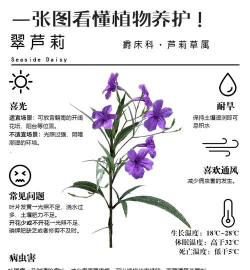 怎么繁殖翠芦莉