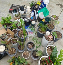 家庭养花用生根粉