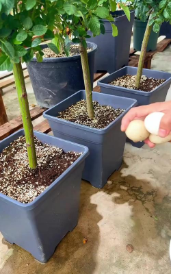 家庭养花用生根粉