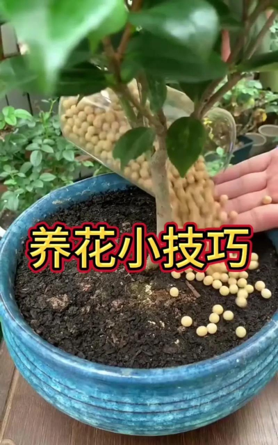 家庭养花用生根粉