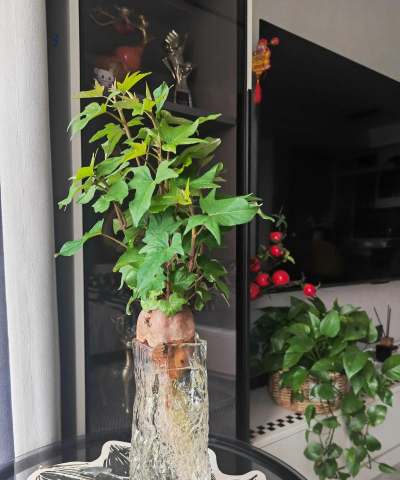 盆栽瓜栗怎么浇水