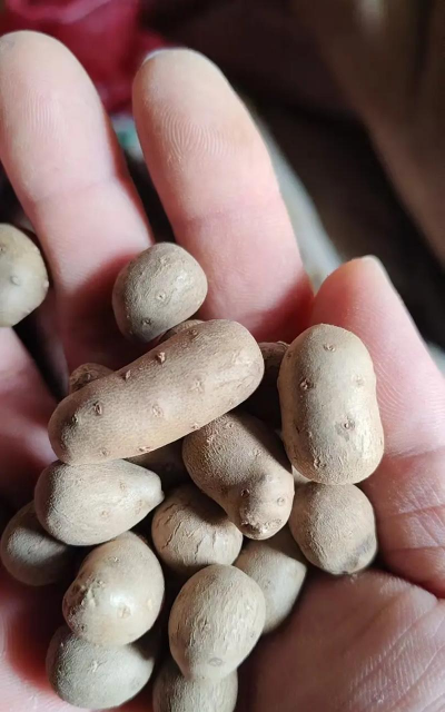 白山药豆如何保存