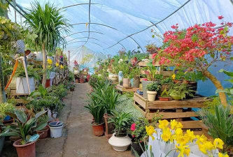 家庭养花用生根粉