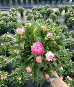 麦秆菊怎么打顶