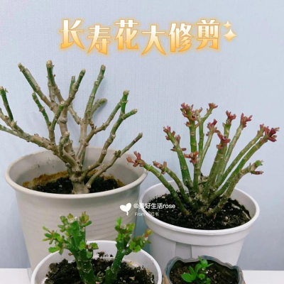 家庭养花用生根粉