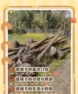 香樟种子怎么种植方法