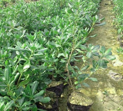 容器苗在北方该如何安全越冬 容器苗在北方该如何安全越冬