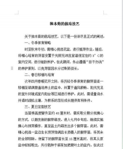 独本菊如何养护