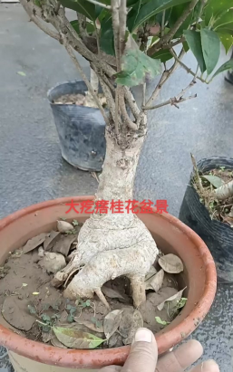 家庭养花用生根粉