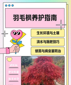 羽毛枫要怎么养护