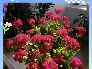 家庭养花用生根粉