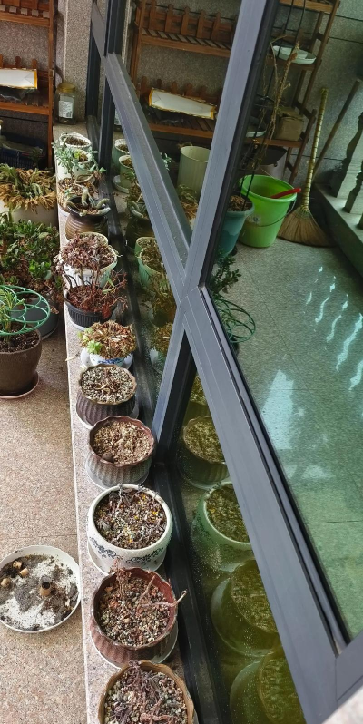 家庭养花用生根粉