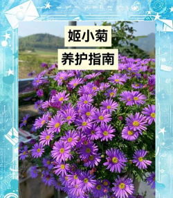 彩色姬小菊怎么养