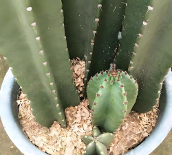 仙人掌怎么砍头