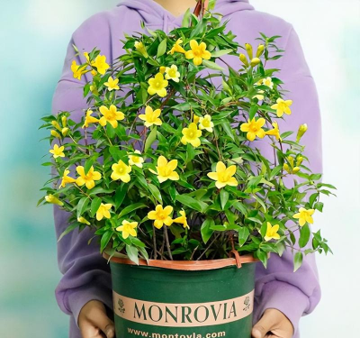 法国香水怎么养花