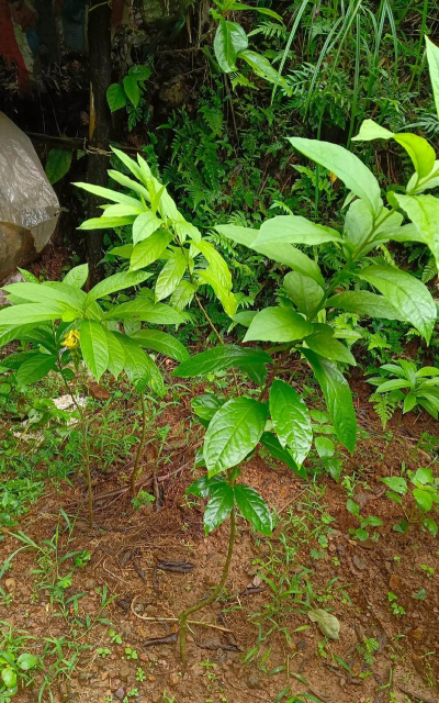 家庭养花用生根粉