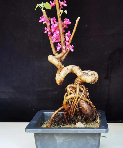 紫金大花盆养花