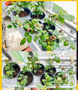 家庭养花用生根粉