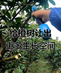 冰糖橙枝条怎么修剪