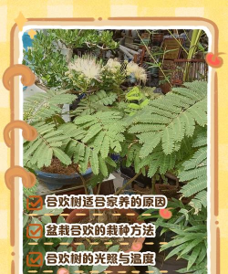 如何种好合欢盆景