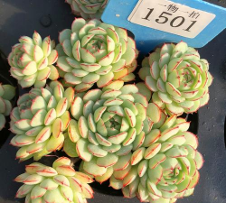 多肉小红衣怎么度夏