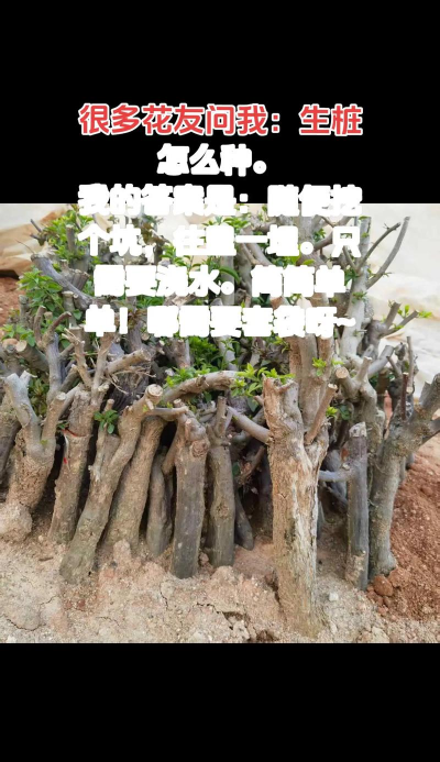 家庭养花用生根粉