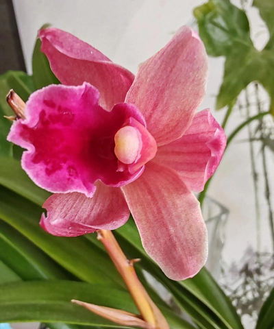 怎么形容红宝石花