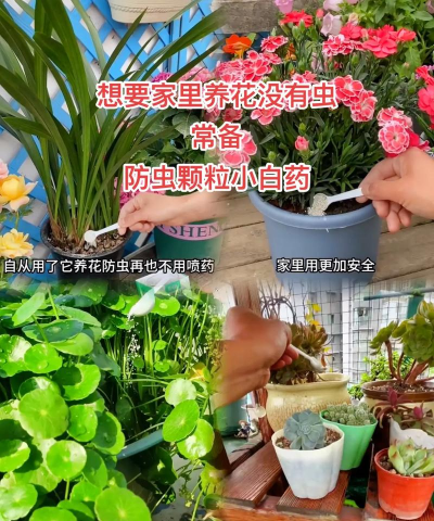 家庭养花用生根粉