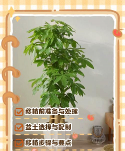 发财树怎么嫁接移栽