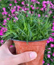 家庭养花用生根粉