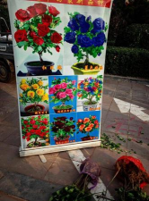 家庭养花用生根粉