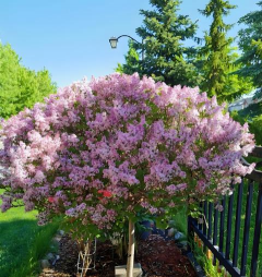 丁香花树怎么保暖