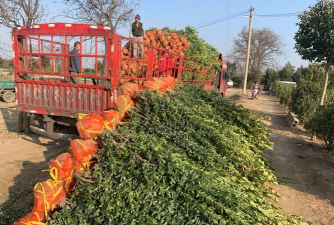 超实用的苗木包装和装车知识 超实用的苗木包装和装车知识