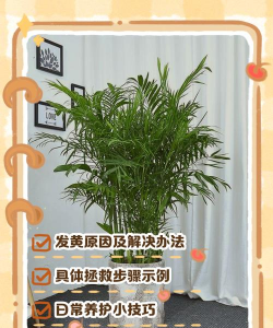 竹子芯黄了怎么办