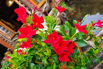 飘香藤秋天怎么没开花