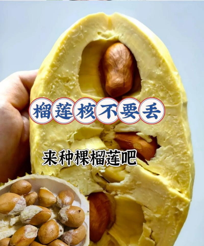 怎么用榴莲种子种榴莲