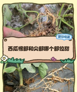 西瓜甜瓜可同根生