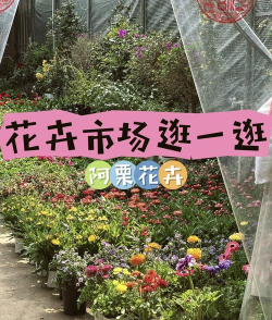 贵阳阿栗花卉怎么去