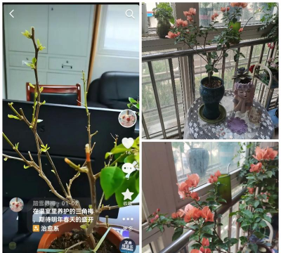 家庭养花用生根粉