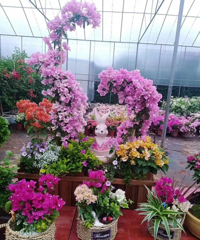 家庭养花用生根粉