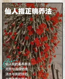 多仙人指怎么配土