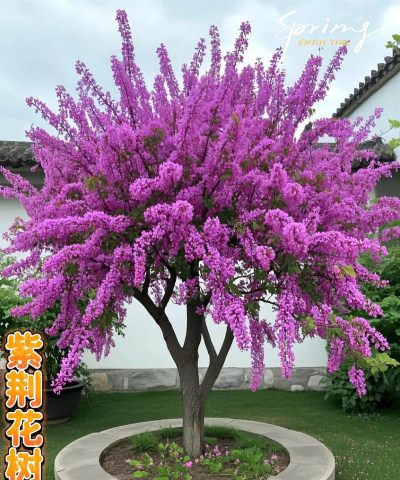紫荆树这种树怎么养活