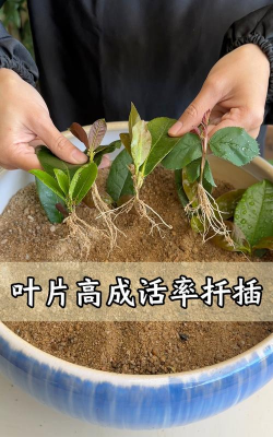 家庭养花用生根粉