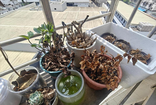 家庭养花用生根粉